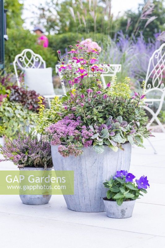 Large metal container planted with Anemone 'Fantasy Red Riding Hood', Euonymus fortunei 'Emerald 'n' Gold', Hebe 'Donna Elsa', Ajuga 'Burgundy Glow' and Sedum 'Sunsparkler Lime Zinger' next to small metal containers planted with Calluna vulgaris and Platycodon grandiflorus 'Astra Blue'