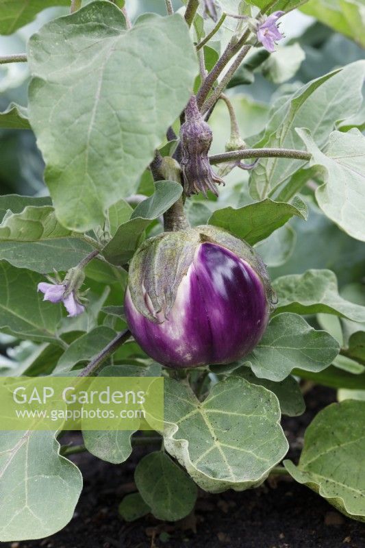 Solanum melongena 'Rosa Bianca' - Aubergine 'Rosa Bianca' 