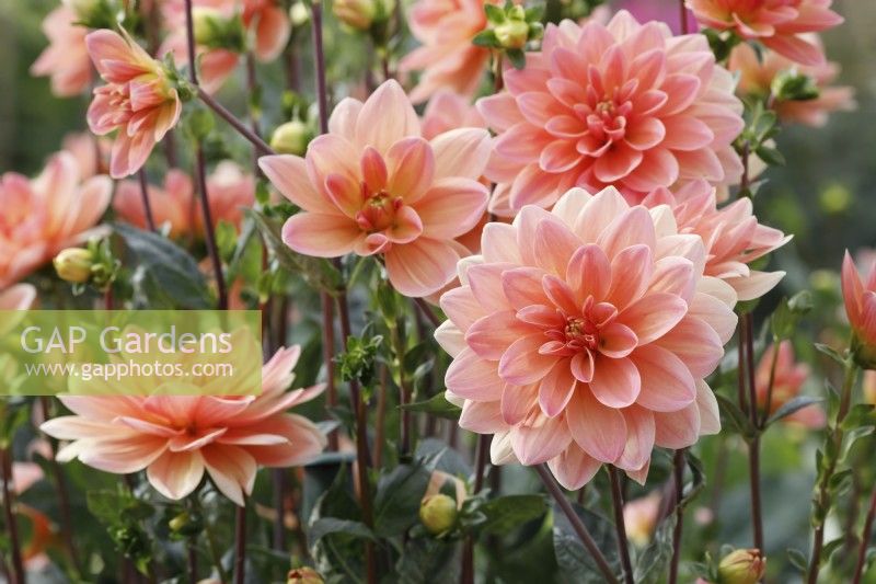 Dahlia 'Mister Frans' 