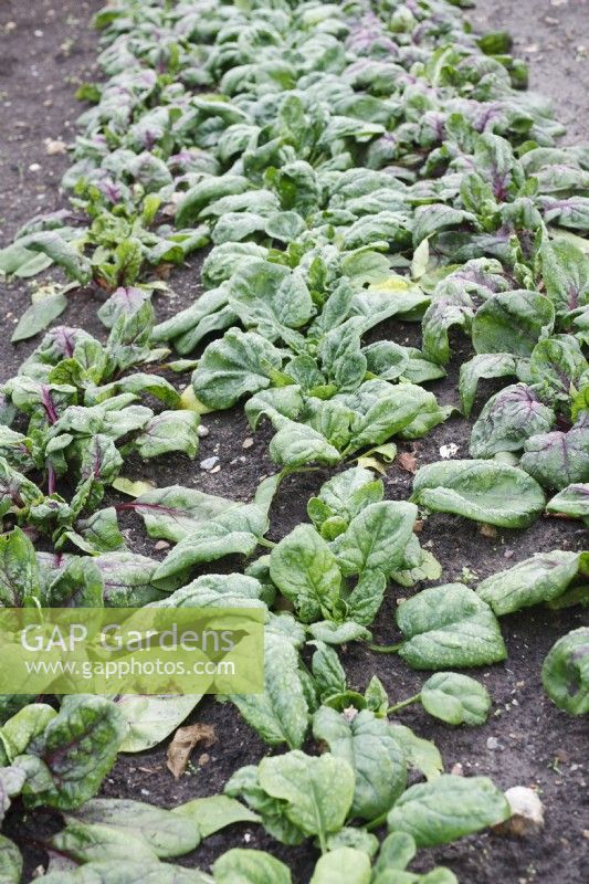 Spinacia oleraceae 'Cello' - Spinach 