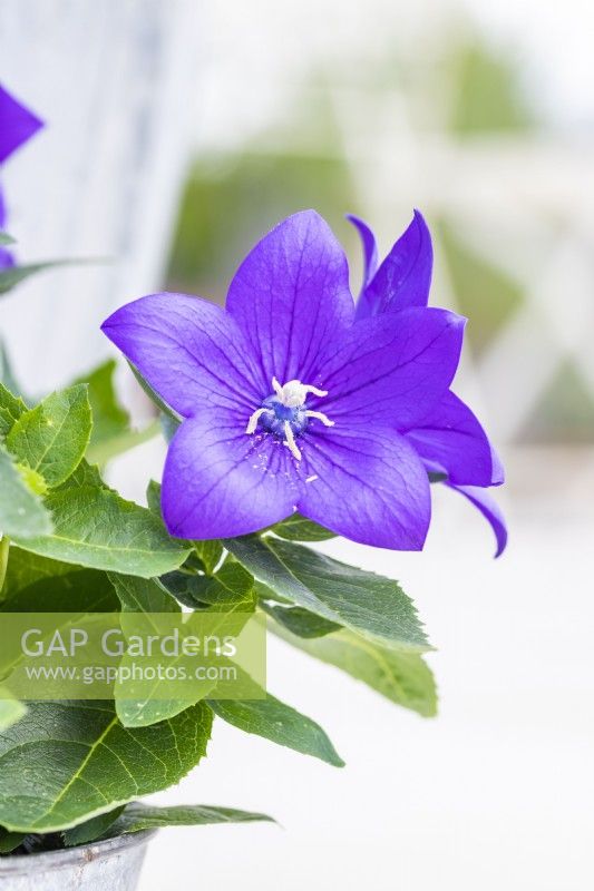 Platycodon grandiflorus 'Astra Blue'