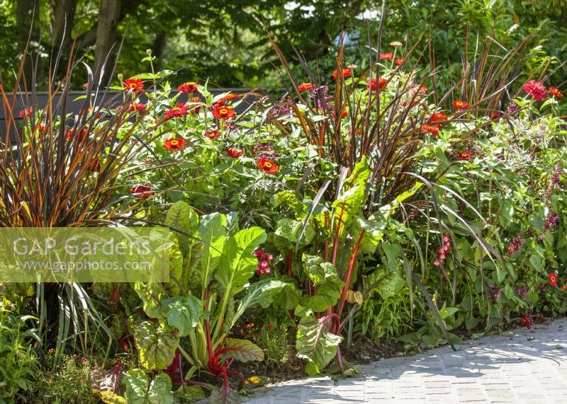 Annual mix with Swiss Chard, summmer July