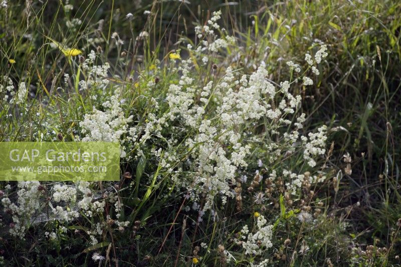 Galium album - Upright Bedstraw growing on calcareous downland