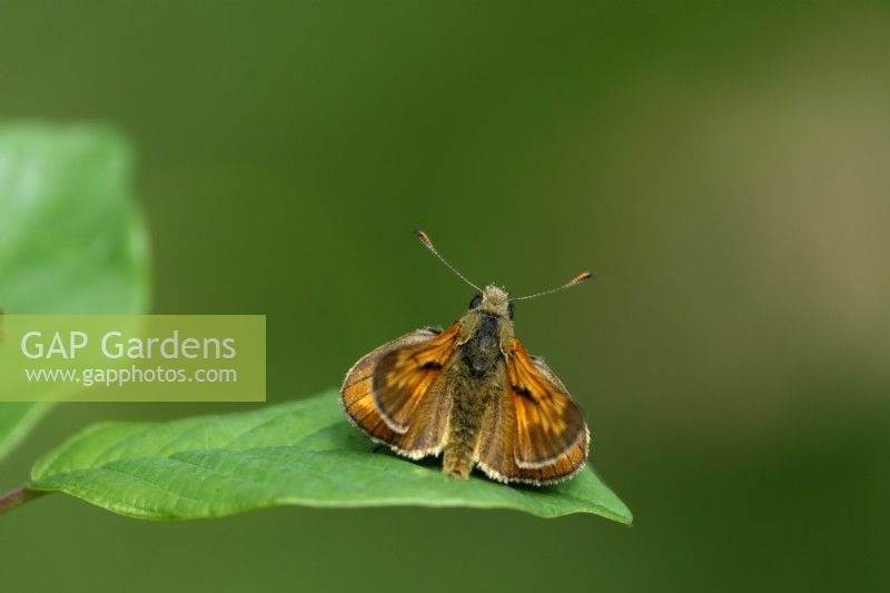 Large Skipper Butterfly - Ochlodes sylvanus on Alder Buckthorn leaf - Frangula alnus