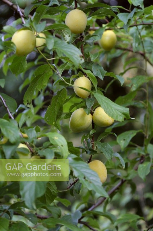 Prunus cerasifera 'Golden Sphere' (F) - Yellow Plums
