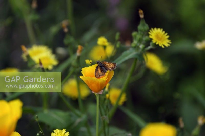 Small Skipper butterfly - Thymelicus sylvestris on California poppy - Eschscholzia californica