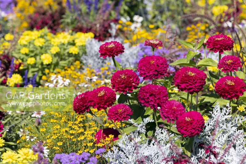 Annual mix with Zinnia, summer August