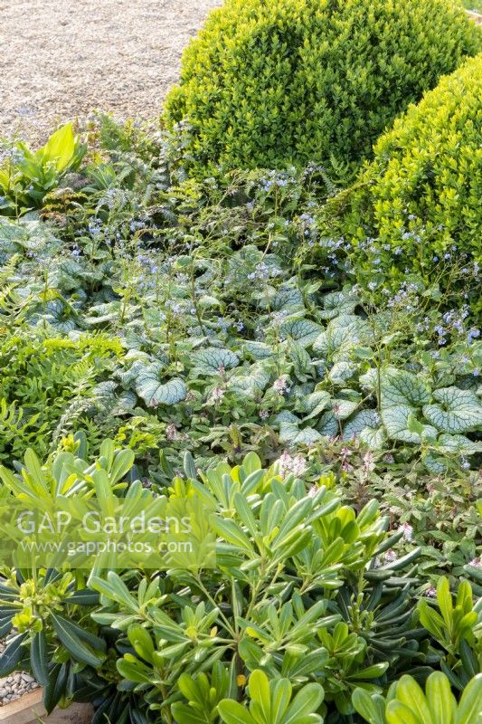 Border with clipped Buxus balls, Pittosporum tobira 'Nanum' and Brunnera macrophylla