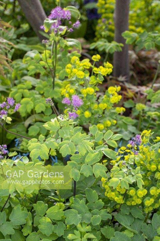 Thalictrum 'Black Stockings' with Euphorbia
