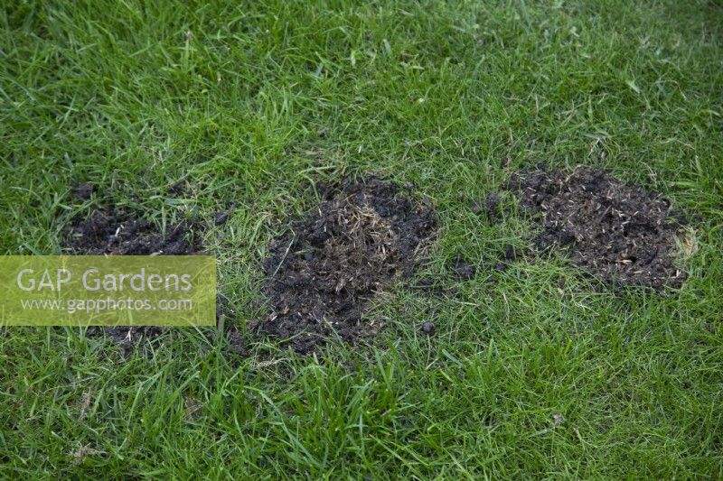 Lawn reseeding in patches