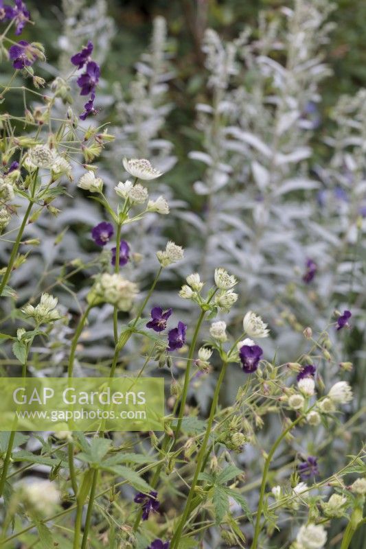 Astrantia major with Geranium phaeum 'Lily Lovell' - June