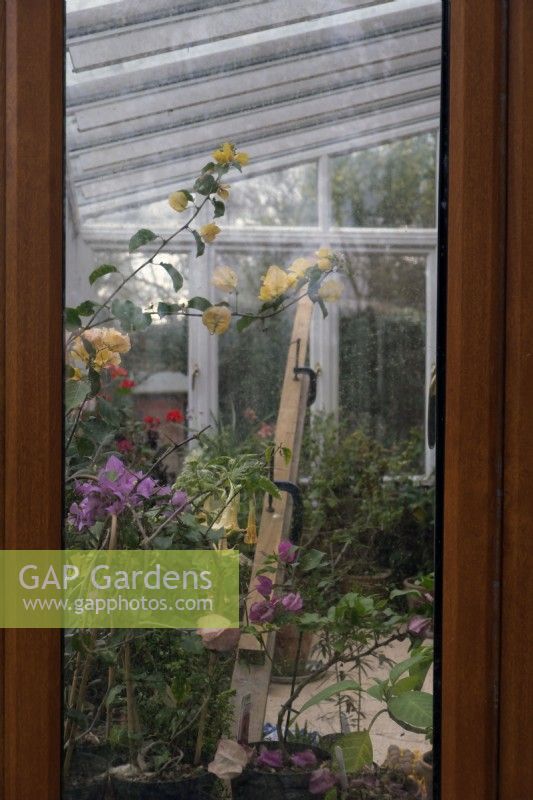 Many conservatories have poor wind bracing to deal with storm force winds - here an owner has put in a temporary timber brace to avoid gale damage