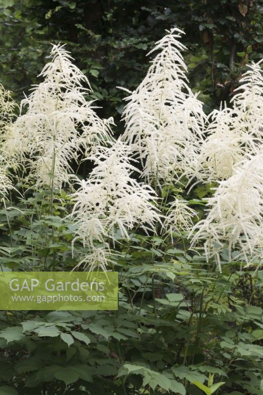 Aruncus dioicus - goat's beard