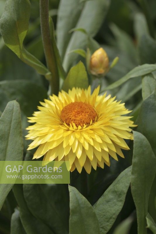 Xerochrysum Granvia 'Gold'