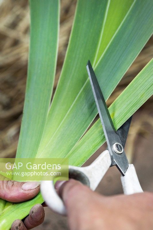 Cutting Iris 'English Cottage' foliage into a diamond shape. Stops rain and wind damage to rhizome when replanting