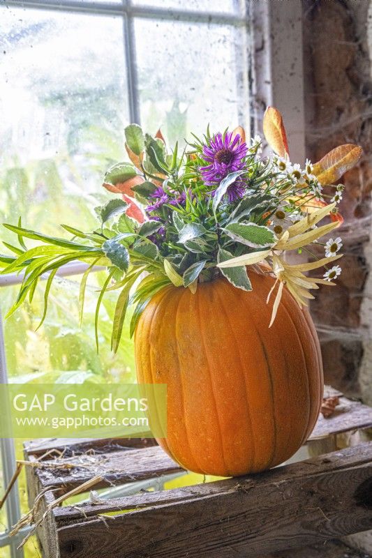 Hollowed out pumpkin with autumn cut flowers including aster, feverfew, pittosporum, hakonechloa and cotoneaster