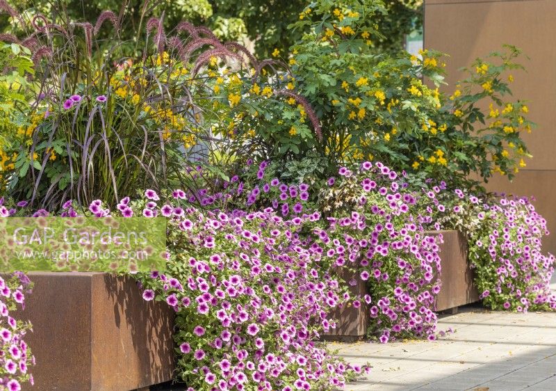 Plant container with annuals and Senna, summer  August