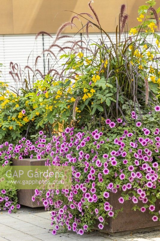 Plant container with annuals and Senna, summer  August