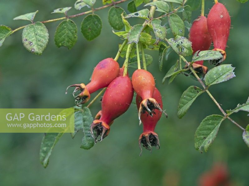 Hips of Rosa moyesii  Late September