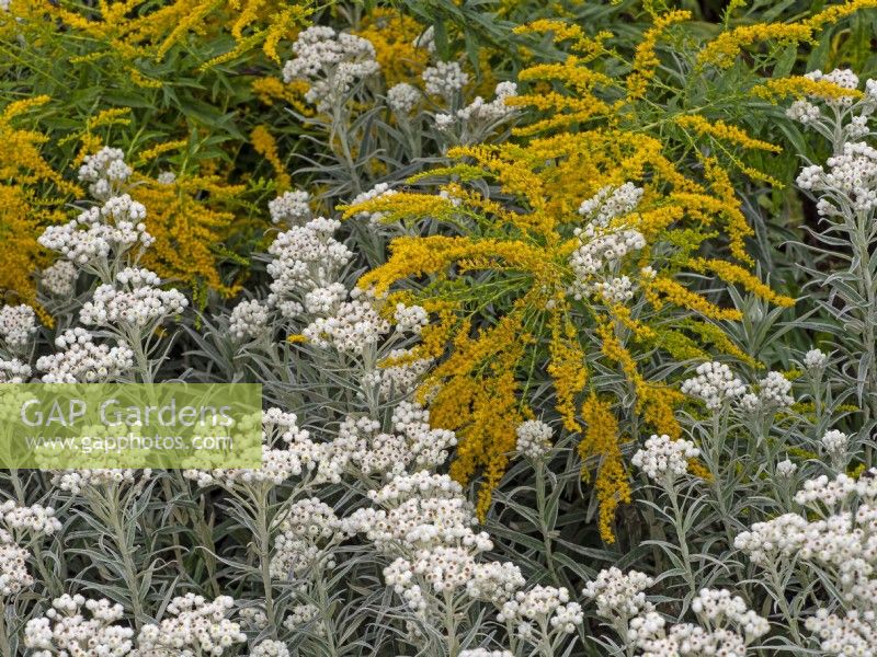 Achillea ptarmica 'The Pearl' - yarrow and golden rod Solidago  flowering in summer  - August