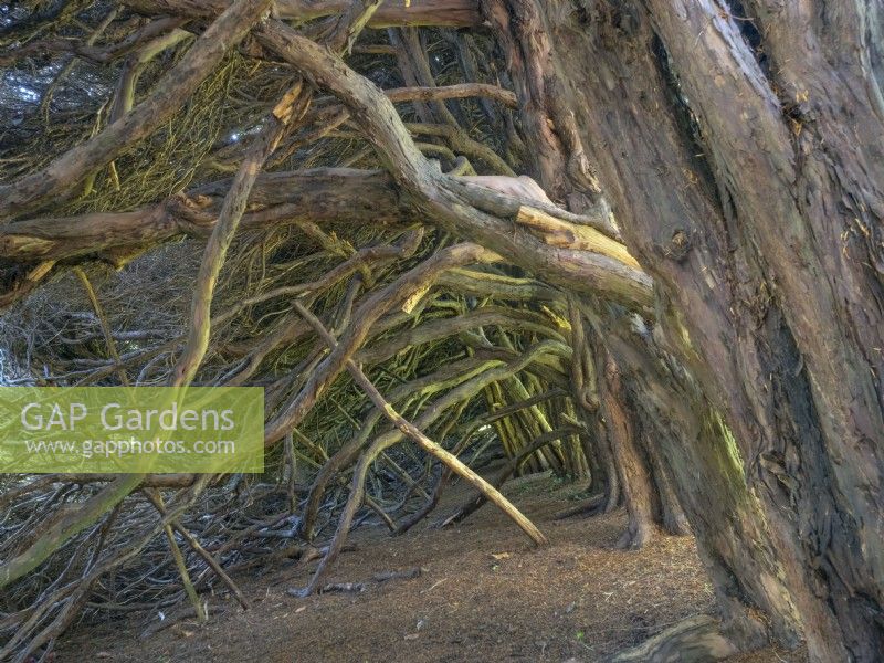 Taxus baccata 15th Century European yew tree hedge from the inside 