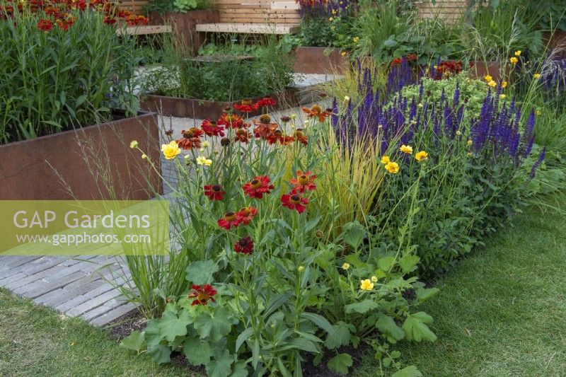 A border is planted with Helenium 'Moerheim Beauty', Salvia nemorosa 'Caradonna', geums and grasses.