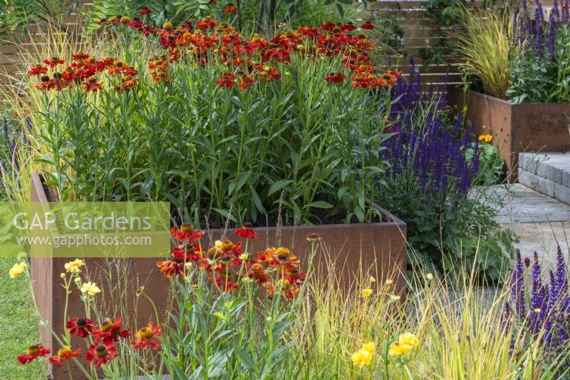 A large rusted steel planter is filled with Helenium 'Moerheim Beauty'.
