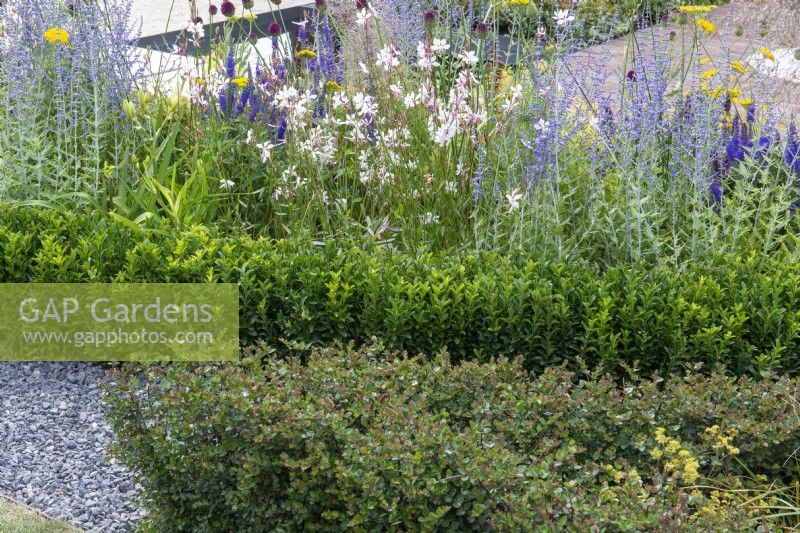 Low clipped hedges of Euonymus japonicus 'Green Spire' and Lonicera nitida 'Copper Glow' are a good alternative to box hedging, offset by colourful perennial planting. The Joy Club Garden. Designer Zavier Kwek.