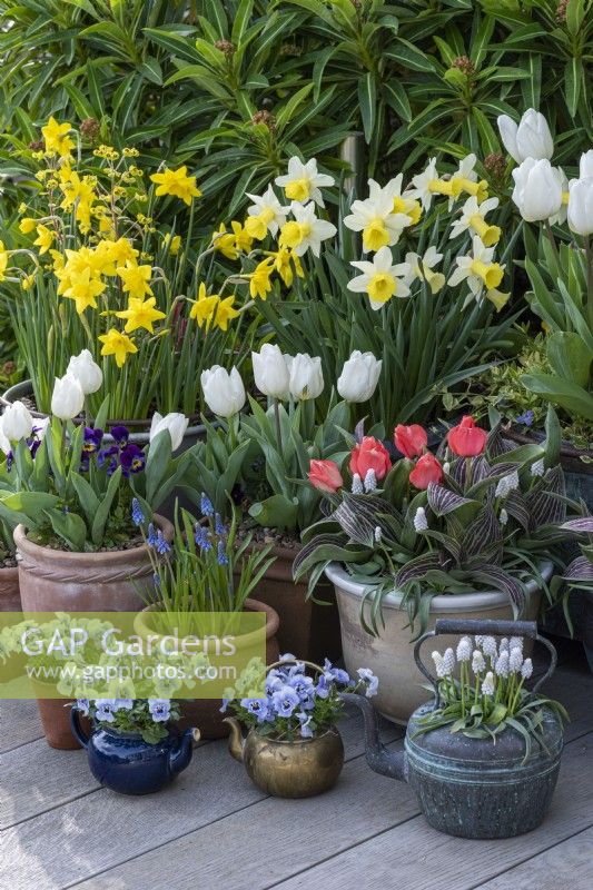 Pots of white Tulipa 'Diana', red Greigii tulips, Narcissus 'Smiling Sun' and 'Sweetness', hyacinths, grape hyacinths and Viola 'Sorbet Marina'.