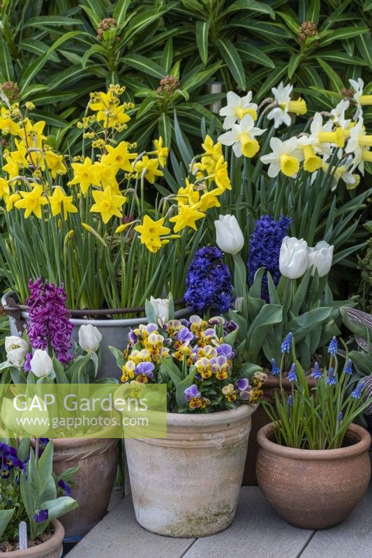 Pots of Narcissus 'Smiling Sun' and 'Sweetness', edged in pots of grape hyacinths, hyacinths, tulips and violas.