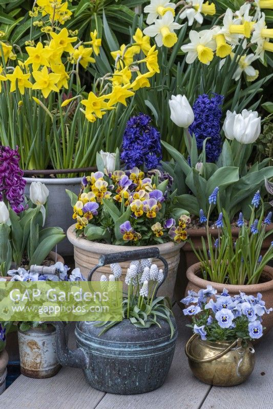 A copper kettle planted with Muscari 'Siberian Tiger', flanked by pots of Viola 'Sorbet Marina'. Behind, pots of grape hyacinths, hyaciinths and daffodils.