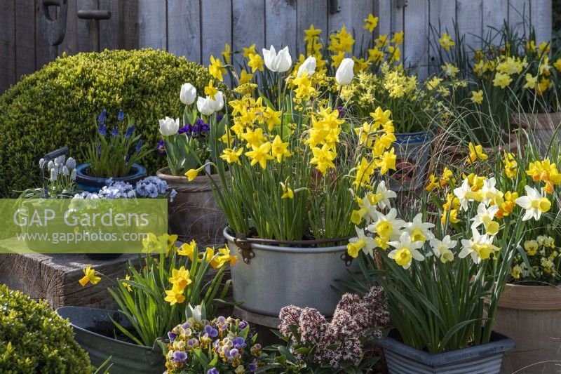 An aluminium preserving pan is planted with Narcissus 'Sweetness', and surrounded by pots of Narcissus 'Smiling Sun' and 'Jetfire', annual violas and grape hyacinths.