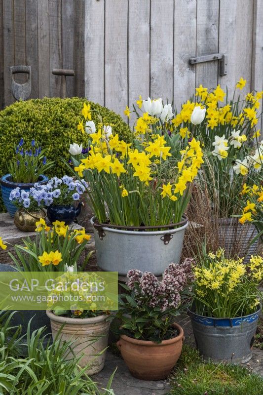 An aluminium preserving pan is planted with Narcissus 'Sweetness', and surrounded by pots of Narcissus 'Smiling Sun' and 'Hawera, annual violas and grape hyacinths.