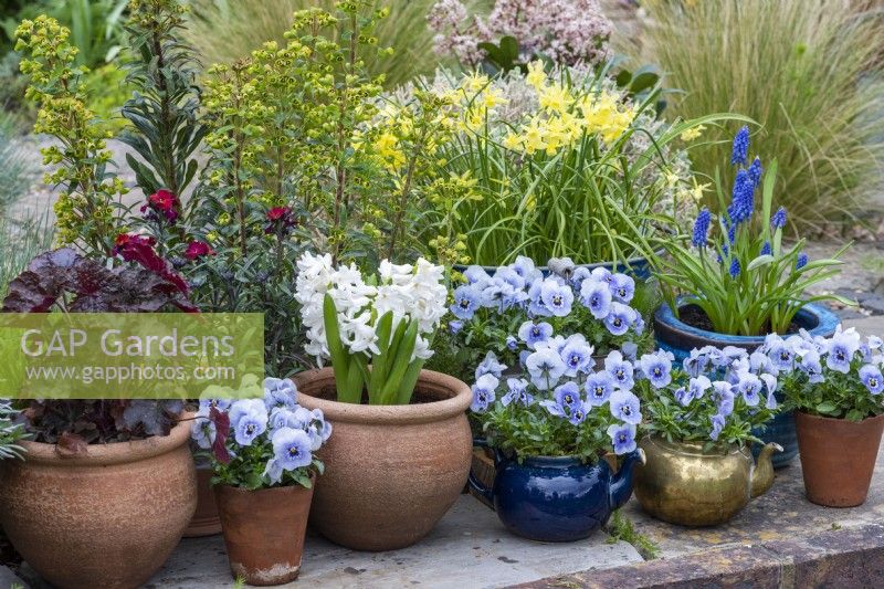 Pots and teapots planted with Viola 'Sorbet Marina', daffodils, grape hyacinths, hyacinths, euphorbia and heuchera.
