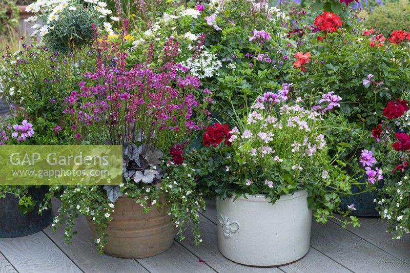 Left: Heuchera 'Silver Gumdrop', coral bells, in terracotta pot with Nemesia 'Framboise' and white bacopa. Right: Nemesia 'Amelie' with  lilac ivy-leaf pelargonium.