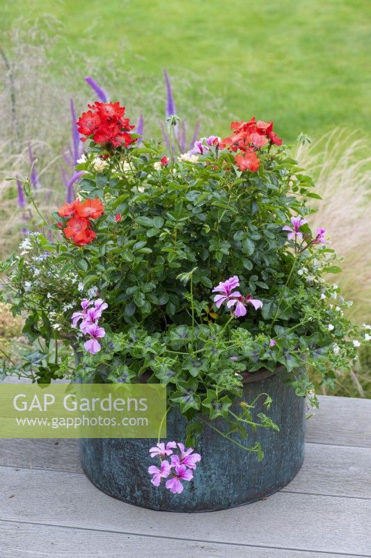 Copper container planted with a single-flowered Rosa 'Flower Carpet', white bacopa and lilac ivy-leaf pelargonium.