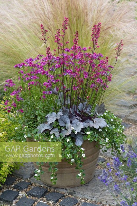 Heuchera 'Silver Gumdrop', coral bells, in terracotta pot with Nemesia 'Framboise' and white bacopa.