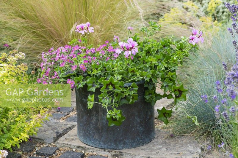 A copper pot planted with lilac ivy-leaf pelargonium and pink bacopa.