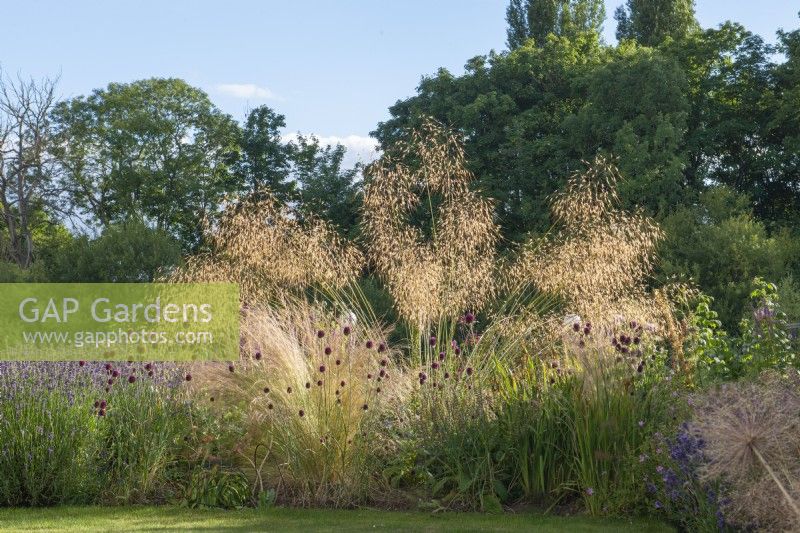 Stipa gigantea, golden oats, a dramatic ornamental grass backlit by the sun,  stands tall above drumstick allium.