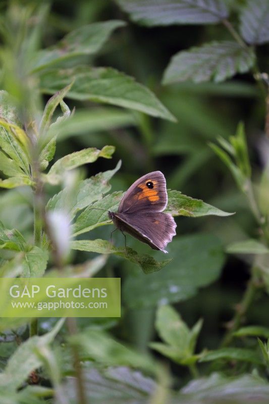 Meadow brown butterfly - Maniola jurtina
