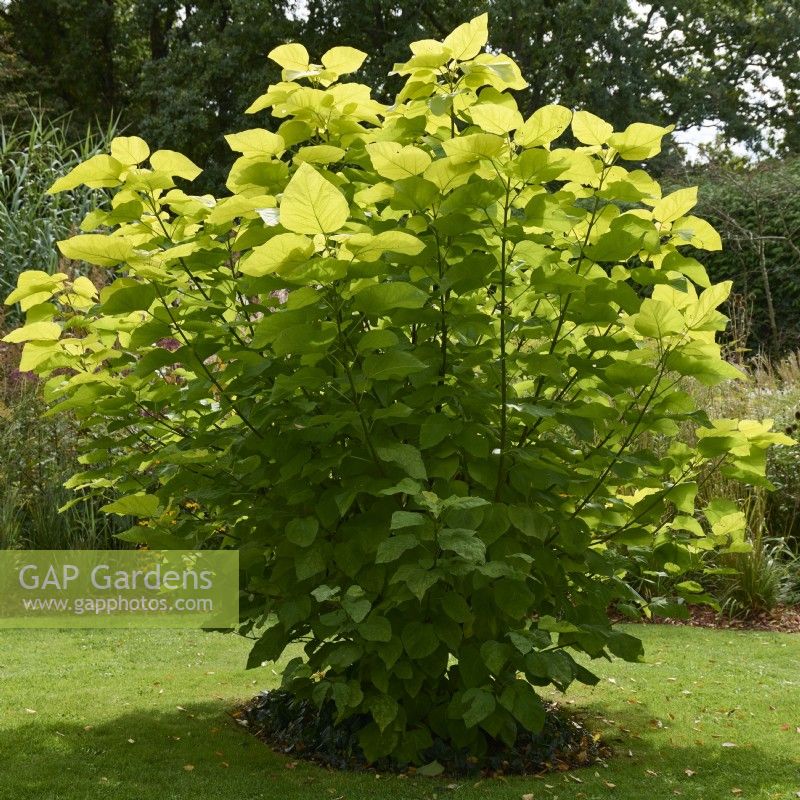 Catalpa bignoniodes 'Aurea' - golden Indian bean tree - pollarded each year to create big leaves