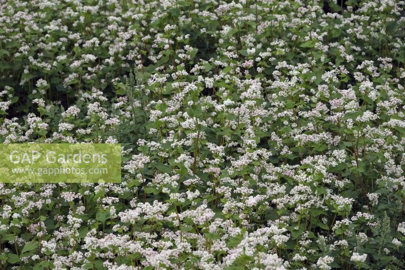 Fagopyrum esculentum - Buckwheat grown as a green manure crop