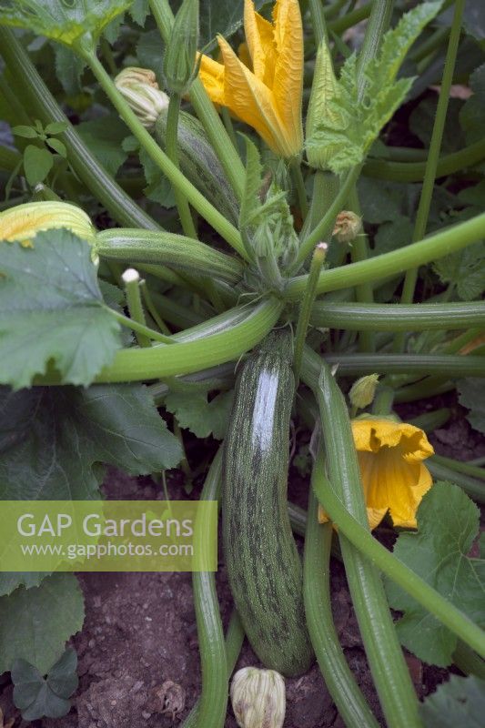 Cucurbita pepo - Courgette 'Ambassador'