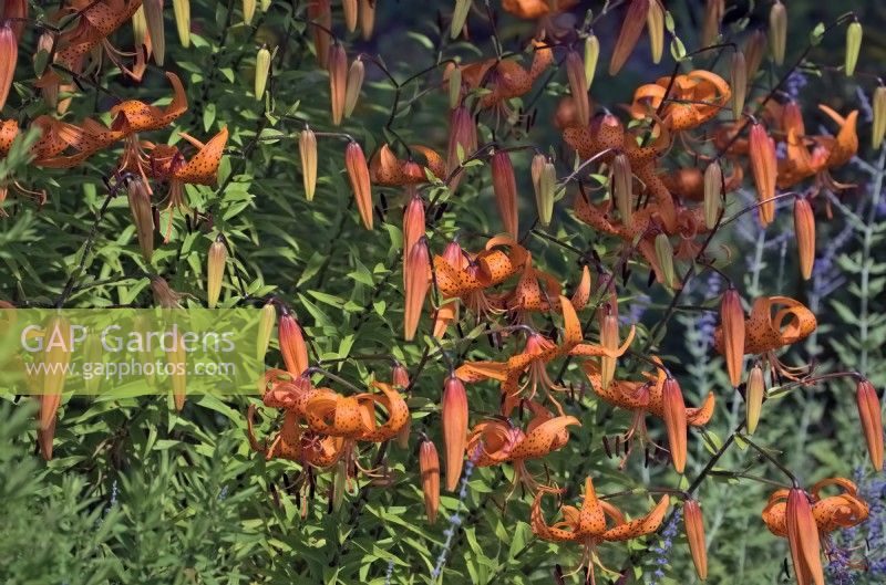 Lilium - citronella group - Tiger Lilies