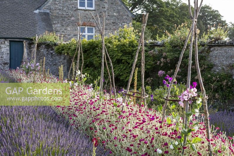 Bee friendly walled garden with rows of Lavender and Lychnis coronaria, Rose Campion in mid summer, Hazel wigwam plant supports