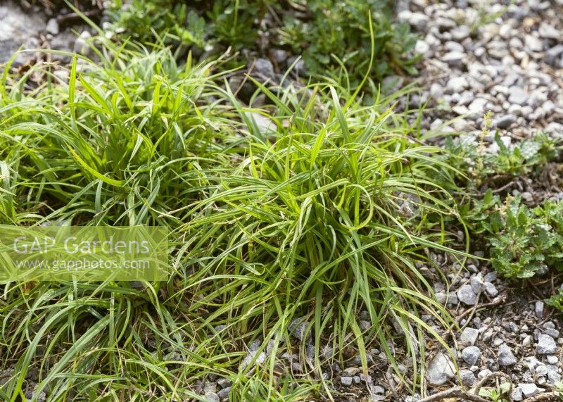 Carex ornithopoda, spring May