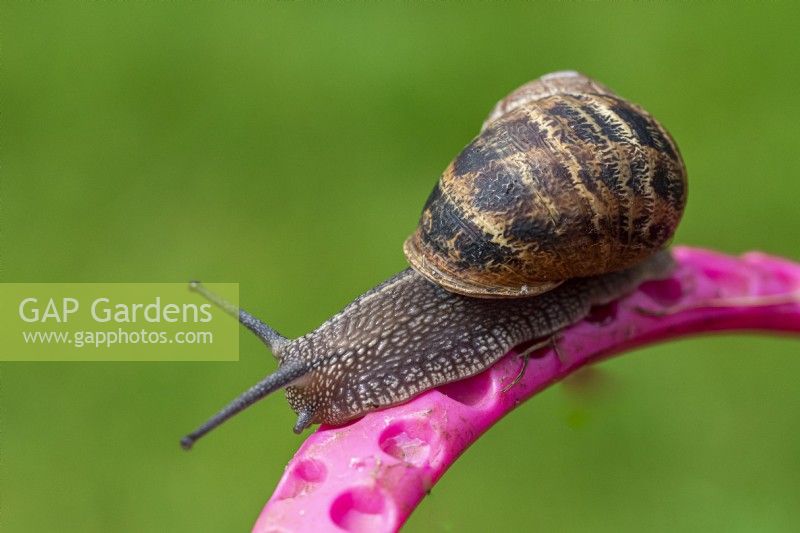 A garden snail climbs along a waste bucket handle.