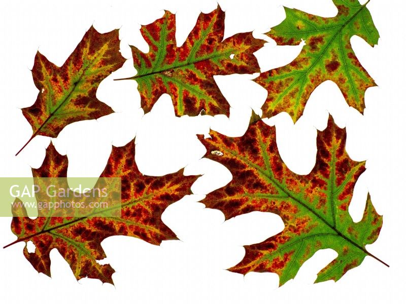 Close up of Leaves of Red Oak Quercus borealis in Autumn 