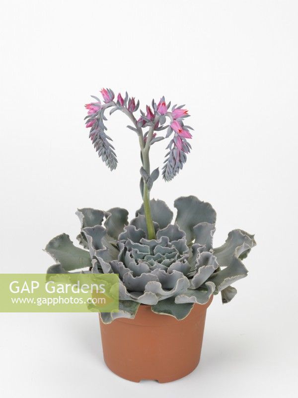 Echeveria Neon Breakers in pot, summer July