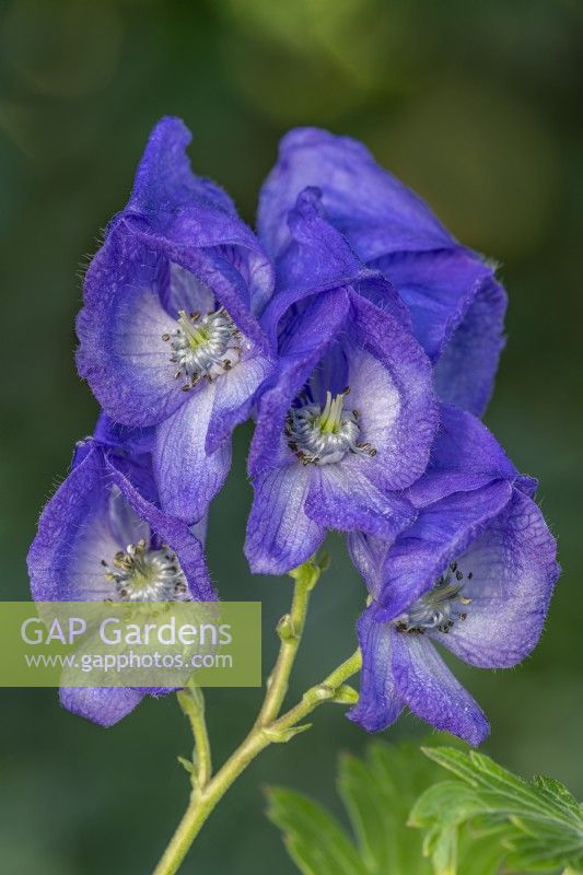 Aconitum carmichaelii (Arendsii Group) 'Arendsii' flowering in Autumn - October